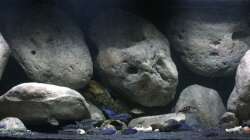 Aquarium Mdima mchenga