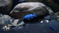 Besatz im Aquarium Mdima mchenga