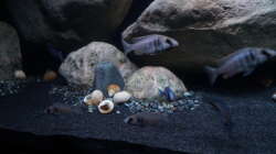 Besatz im Aquarium Mdima mchenga