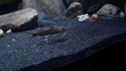 Besatz im Aquarium Mdima mchenga