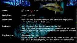 Besatz im Aquarium Mdima mchenga