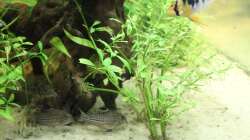 Julipanzerwels, Marmorierter Panzerwels und Schmetterlingsbuntbarsch