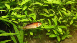 Agassizii Feuerrot Männchen