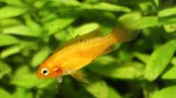 Agassiz` Feuerrot Dame