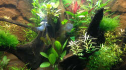 Aquarium Hängendes Eckaquarium