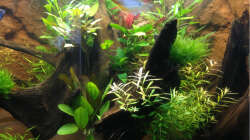Aquarium Hängendes Eckaquarium