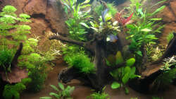 Aquarium Hängendes Eckaquarium