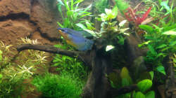 Aquarium Hängendes Eckaquarium