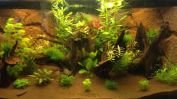 Aquarium Hängendes Eckaquarium