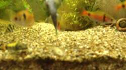 Schmerlen, Barben und in der Mitte das Grundel Weibchen