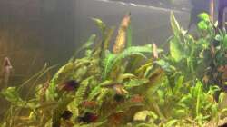 Ansicht Essbereich Dezember 2015