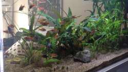 Ansicht Essbereich 2 mit Barben - 2014