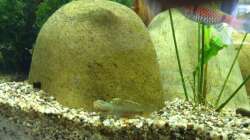 Rhinogobius Männchen