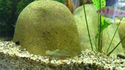 Rhinogobius Männchen 2