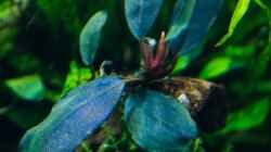 Bucephalandra `elegant blue` 