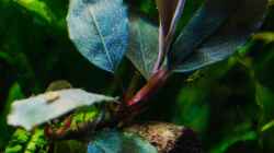 Bucephalandra `elegant blue` neues Blatt!  28.08.15