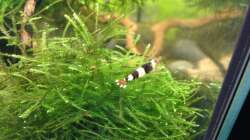 Besatz im Aquarium Black Bee