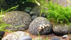 Besatz im Aquarium Black Bee