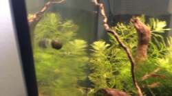 Besatz im Aquarium Black Bee