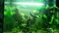 Aquarium Juwel Lido 200 weiss Fx