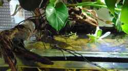 Philodendron monstera, Fensterblatt
