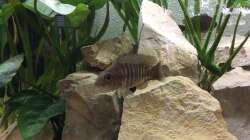 Aulonocara baenschi Weibchen