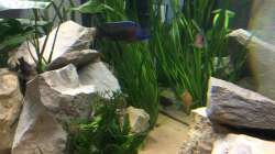 Aulonocara hansbaenschi Männchen