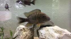 Aulonocara baenschi Weibchen