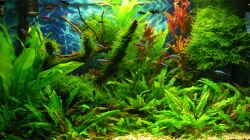 Aquarium Green Forest(aufgelöst)