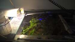 Pflanzen im Aquarium Lars 900l