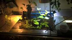 Pflanzen im Aquarium Lars 900l