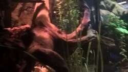 Pflanzen im Aquarium Lars 900l