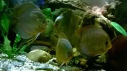 Dekoration im Aquarium Lars 900l