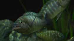 Petrochromis famula ndole