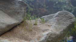 Kleine sandgefüllte Kuhle am Felsen