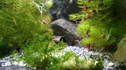 2015-08-07 Das Javamoos soll auch die Kanten der Terrassen kaschieren, aber leider