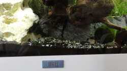 2015-08-03 Die Pandas wühlen gern im feinen schwarzen Sand vorne, leider kommt mit