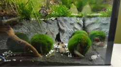 2015-08-03 Sowohl die Garnelen als auch die Pandas stehn auf die Mooskugeln.