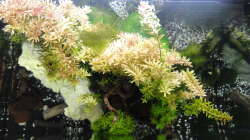 2015-08-11 Ansicht von oben. Hier sieht man sehr gut den Vorhang aus Rotala, der