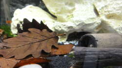 2015-08-07 Die Holzröhren dienen als zusätzliche Verstecke für die Pandas und