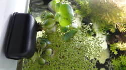 Die Muschelblume (Pistia stratiotes) mussten wir mit einem Zwirn in der Ecke befestigen,