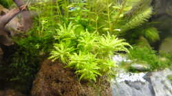 Das Sternkraut (Pogostemon helferi) - sehr dekorativ im Vordergrund, wird auch gern