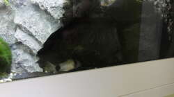 2015-08-03 Die Pandas und auch die Garnelen gehen gern die die Höhlen, jene an der