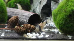 Pandawels (Corydoras panda)