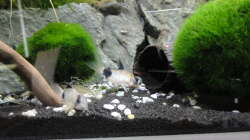 2015-08-25 Von den fünf Pandas sind zwei gestorben und wurden inzwischen durch neue