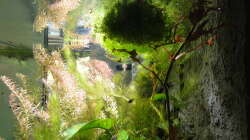 Links die Rundblättrige Rotala (Rotala rotundifolia), die dominierende Pflanze im