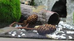 Amano-Garnelen (Caridina multidentata) - die Hauptbewohner im Becken.