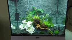 2015-06-27 Nach dem ersten Anfüllen, bevor die Rotala zu wuchern begann.