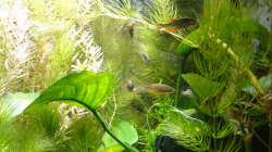 Perlhuhnbärblinge (Danio margaritatus) - waren zu Beginn sehr scheu, auch jetzt