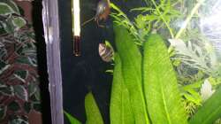 S.osphromenoides male